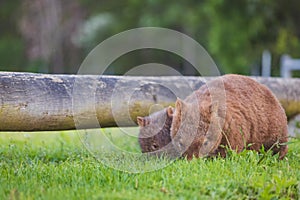 Wombat and her baby grazing on grass at Bendeela Campground.