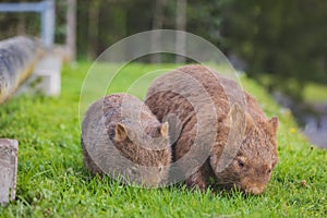 Wombat and her baby grazing on grass at Bendeela Campground.