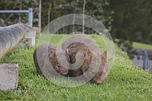 Wombat and her baby grazing on grass at Bendeela Campground.