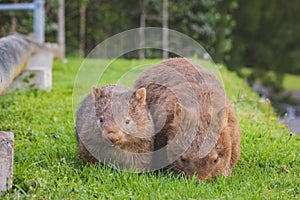 Wombat and her baby grazing on grass at Bendeela Campground.