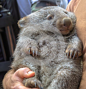 Wombat holding Australia photo