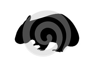 Wombat icon on white background