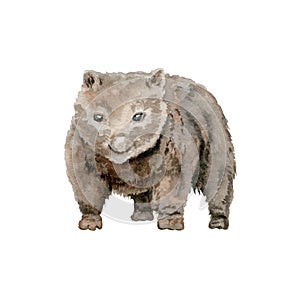 Wombat illustration. Australian native marsupial nocturnal animal. Watercolor painting isolated on white background. Hand drawn