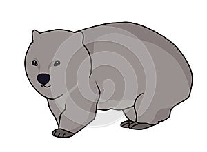 Wombat illustration vector