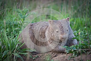 Wombat - Kangaroo Valley Australia