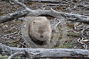 Wombat in maria island, tasmania, Australia