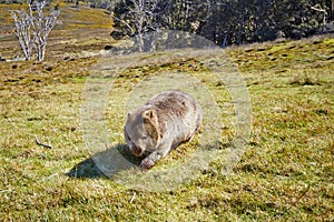 Wombat on the moove