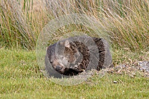 Wombat in Narawntapu National Park