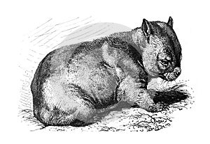 Wombat Phascolomys fossor / Illustration from Brockhaus Konversations-Lexikon 1908