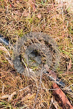 Wombat poo