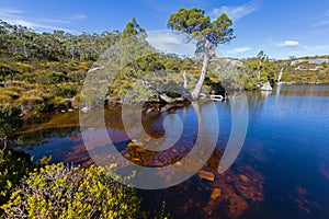 Wombat Pool, Cradle mountain at Lake St Clair National Park in T photo
