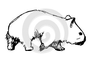 Wombat Sketch style Hand drawn