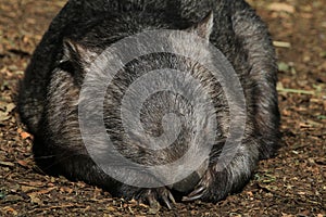 Wombat Sleeping