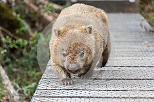 Wombat on trail in Cradle Mountain