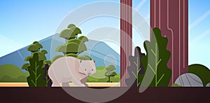 Wombat walking in forest australian wild animal wildlife fauna concept landscape background horizontal