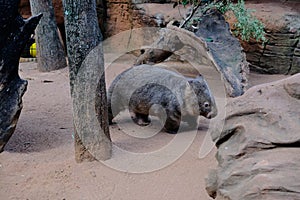 Wombat at Wildlife Sydney Zoo