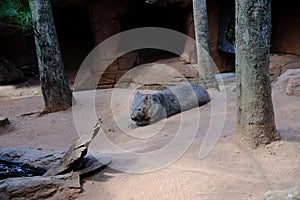 Wombat at Wildlife Sydney Zoo