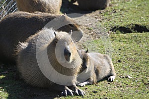 Wombats - Marwell Zoo