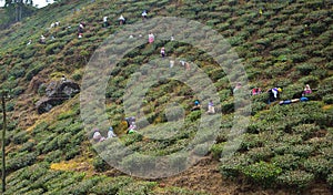 Women carrying fresh tea leafs in the basket at tea garden in Darjeeling, one of the best quality tea in the world, India