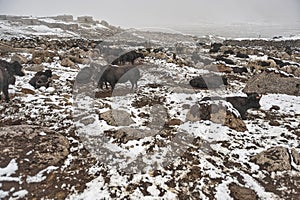 Women and children wake up in the morning to milk sheep, goats and yaks in very heavy snow conditions and very low temperatures at