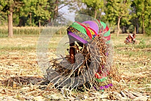 A women collecting strew in a field