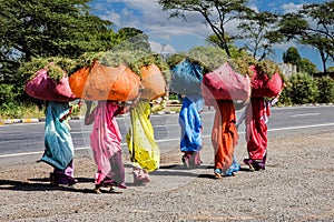 Women dressed in saris carrying heavy loads of grasses, India