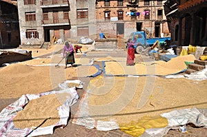 Women drying rice