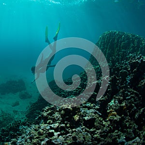 Women free diving