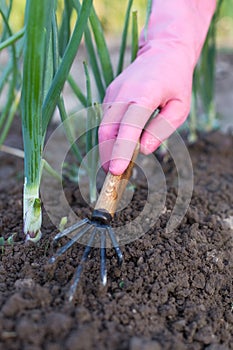 Women Gardener With Tool Hoe Hoeing Grass In Vegetable Garden.