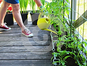 Women gardener watering plants. Container vegetables gardening. Vegetable garden on a terrace. Flower, tomatoes growing