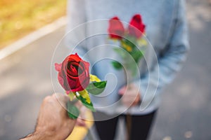 A women giving roses flower to her boyfriend on Valentine`s day