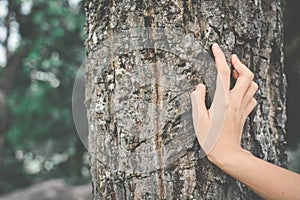 Women hand and big tree