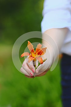 Women hand holding beautiful orange lily flower