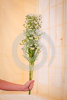 Women hand holding a bouquet of Astee white Summer flowers variety, studio shot, white flowers variety.