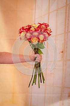 Women hand holding a bouquet of Her Majestic roses variety, studio shot, dual tone flowers