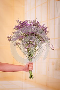 Women hand holding a bouquet of Limonium Maine Blue Foliage variety, studio shot, purple flowers