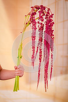Women hand holding a bouquet of RED AMARANTHUS variety, studio shot, red flowers
