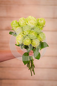 Women hand holding a bouquet of Wasabi roses variety, studio shot, green flowers