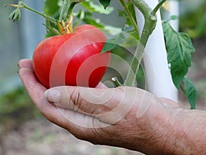 Women hand holding red ripe tomato. close-up