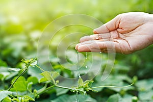 Women hand watering young plants in sunshine on nature background