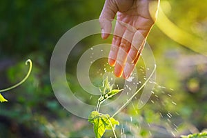 Women hand watering young plants in sunshine on nature background