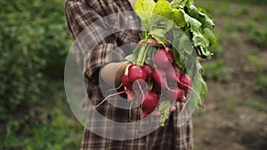 Women hands hold in the palms of radish with drops of water on farm in sunset light.