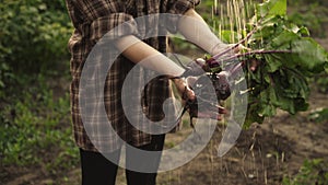 Women hands holding a bunch of fresh organic beets vegetables.