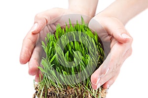 Women hands protect green grass