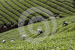 4 women Harvest tea in Cau Dat farm, Vietnam photo