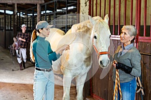 Women horse breeders braiding mane of white horse in barn