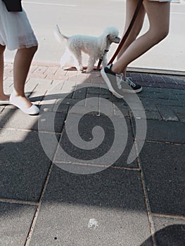 Women legs and dog