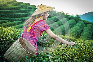 Women in local hill tribe holding young green tea leaves on hill in the evening with sunset ray at Doi Mae Salong Mae Fah Luang Ch photo