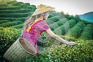 Women in local hill tribe holding young green tea leaves on hill in the evening with sunset ray at Doi Mae Salong Mae Fah Luang Ch