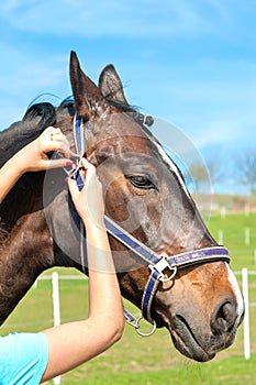 Women owner harnessing the stallion. Multicolored outdoors image